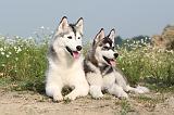 SIBERIAN HUSKY 103